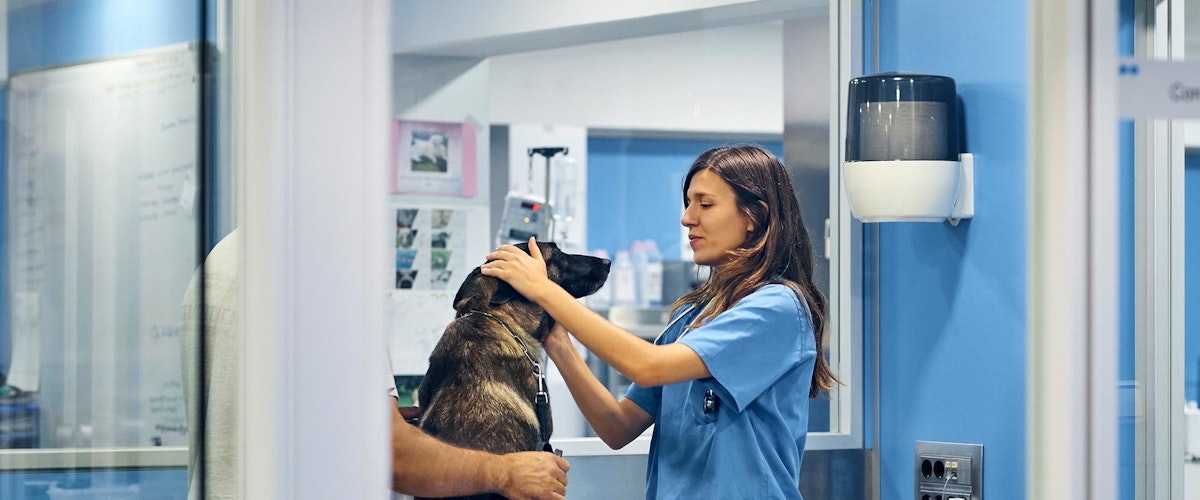 A veterinarian works with a dog